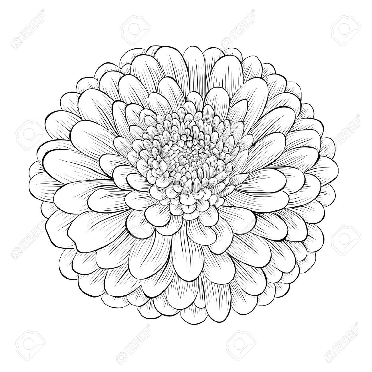 1300x1300 Chrysanthemum Flower Drawing