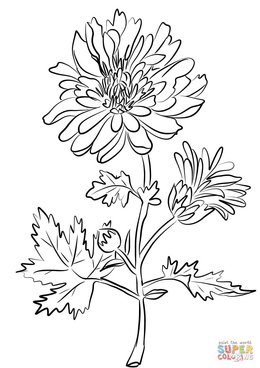 849x1200 Chrysanthemum Indiana Coloring Page Free Printable Coloring Pages