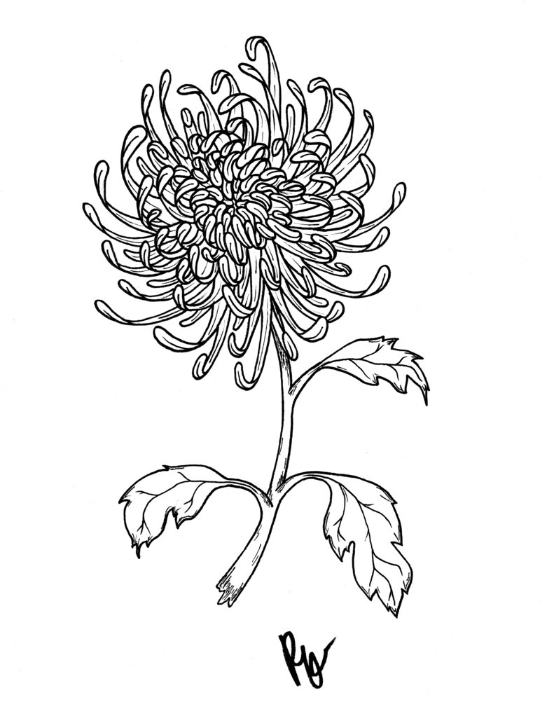 781x1022 Chrysanthemum By Penelopepro