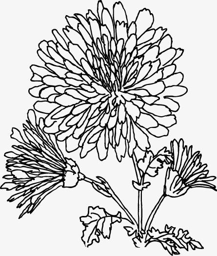 445x524 Chrysanthemum Line Drawing, Classical, Decorative Border Png Image