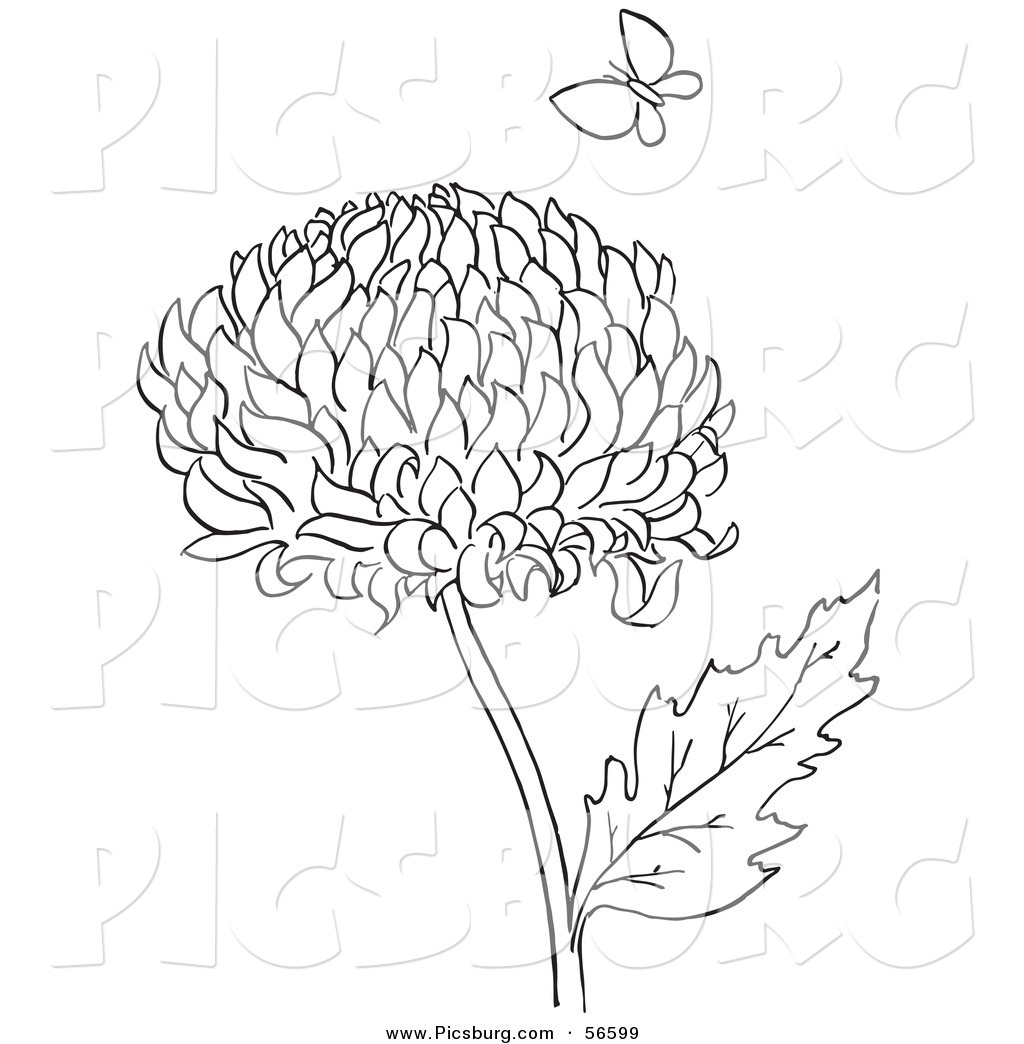 1024x1044 Clip Art Of A Coloring Page Of A Chrysanthemum Flower