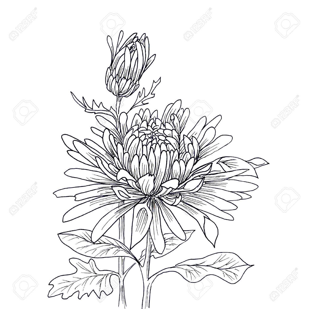 1300x1300 Flower Hand Drawn Chrysanthemum Isolated On White Stock Photo