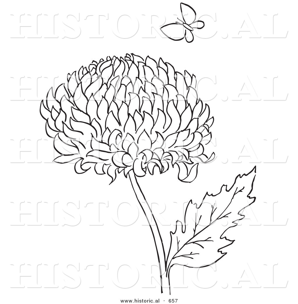 1024x1044 Historical Vector Illustration Of A Chrysanthemum Flower