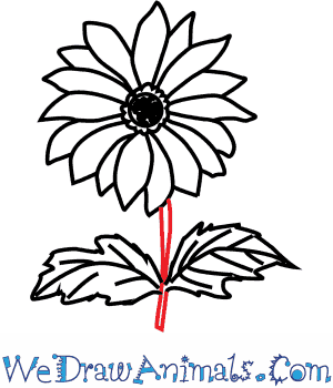 300x350 How To Draw A Chrysanthemum Flower