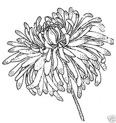 236x251 Image Result For Chrysanthemum Line Drawing Line Art