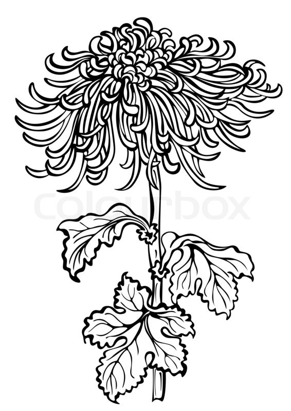 566x800 Japanese Chrysanthemum Flower On White Background Stock Photo