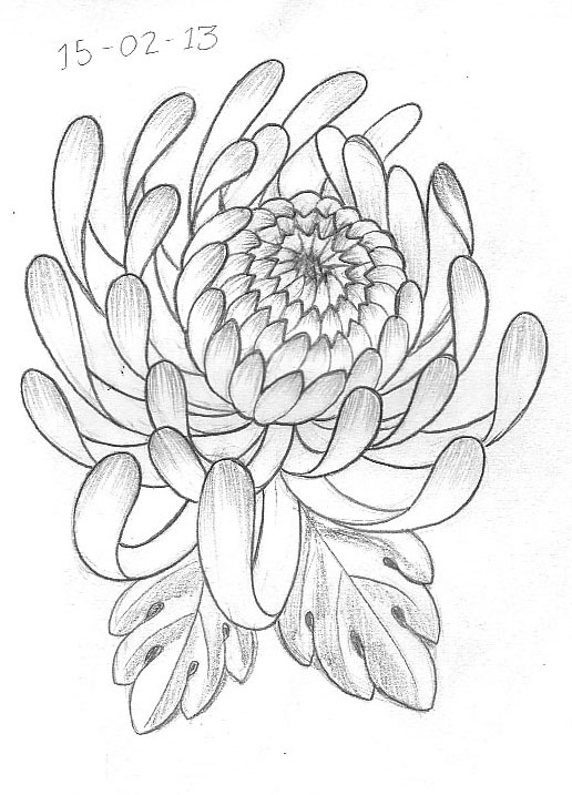 516x717 Memorial Chrysanthemum Tattoo Design