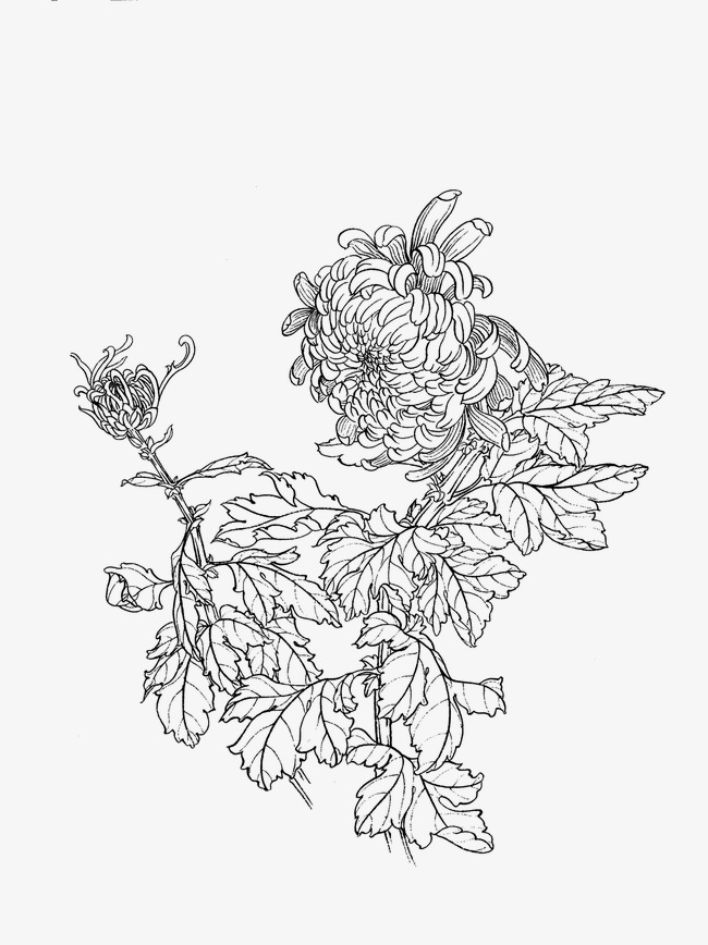 650x868 Chrysanthemum, Flower Artwork, Line Drawing Png Image And Clipart