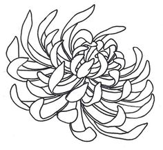 236x217 Chrysanthemum Black And White Drawing