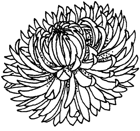 480x448 Chrysanthemum 4 Coloring Page Free Printable Coloring Pages