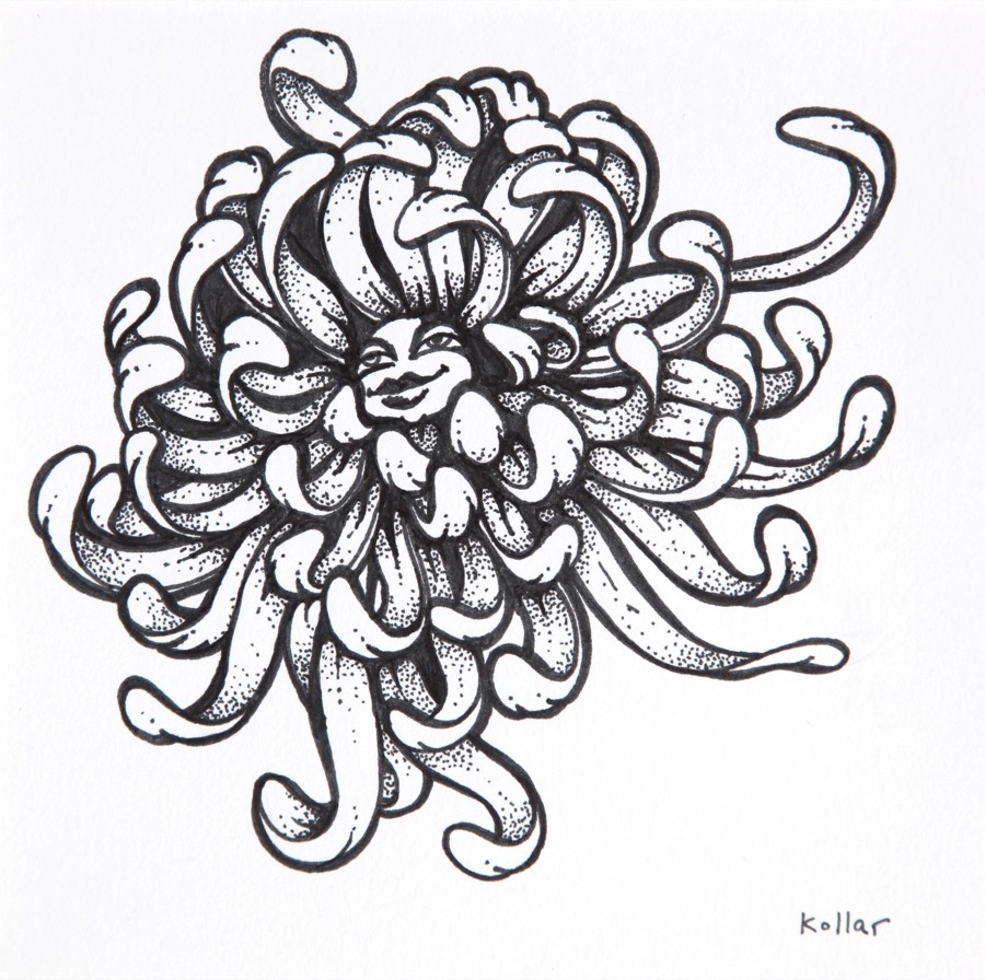 900x896 Chrysanthemum Face Drawing Amy Kollar Anderson