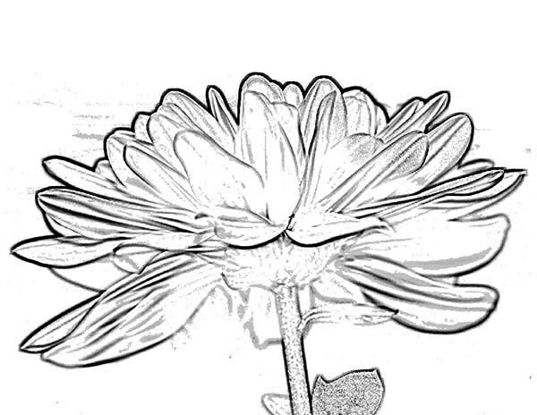 600x464 Chrysanthemum Flower Coloring Page