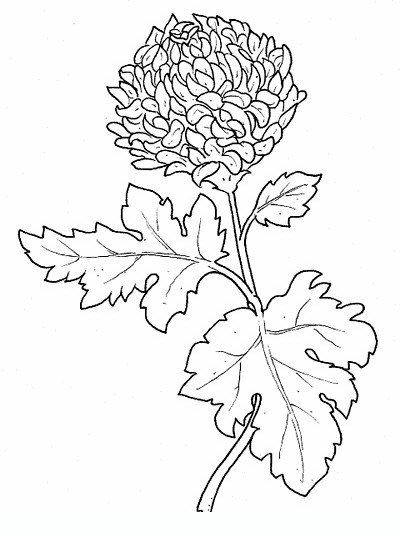 400x533 Chrysanthemum Flowers Coloring Pages