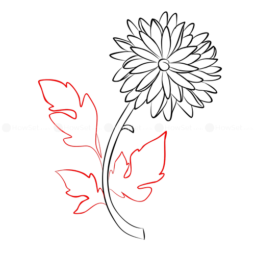 500x500 Chrysanthemum How To Draw Flowers How To Draw