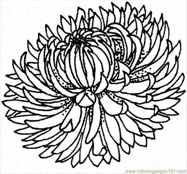 650x607 Chrysanthemum Clipart Black And White