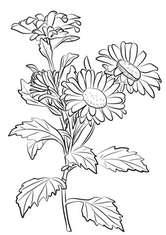 339x480 Chrysanthemum Coloring Page Free Printable Coloring Pages