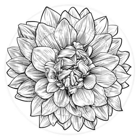 Chrysanthemum Flower Drawing at GetDrawings | Free download