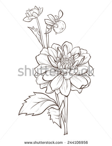 360x470 Vector Dahlia Flower Isolated On White Background. Element