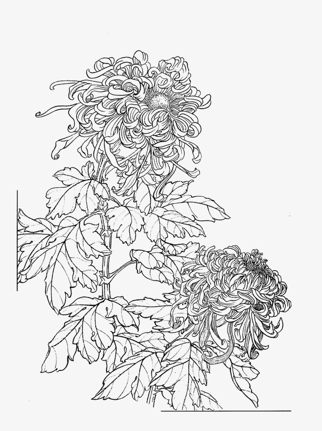 650x868 Chrysanthemum, Flower Artwork, Line Drawing Png Image And Clipart
