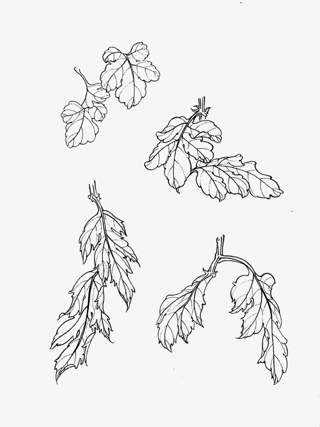 650x868 Chrysanthemum, Flower Artwork, Line Drawing Png Image For Free