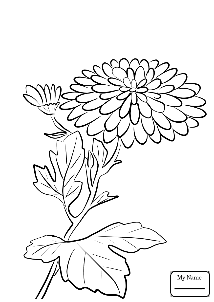 866x1224 Coloring Pages Chrysanthemum 3 Chrysanthemums Flowers