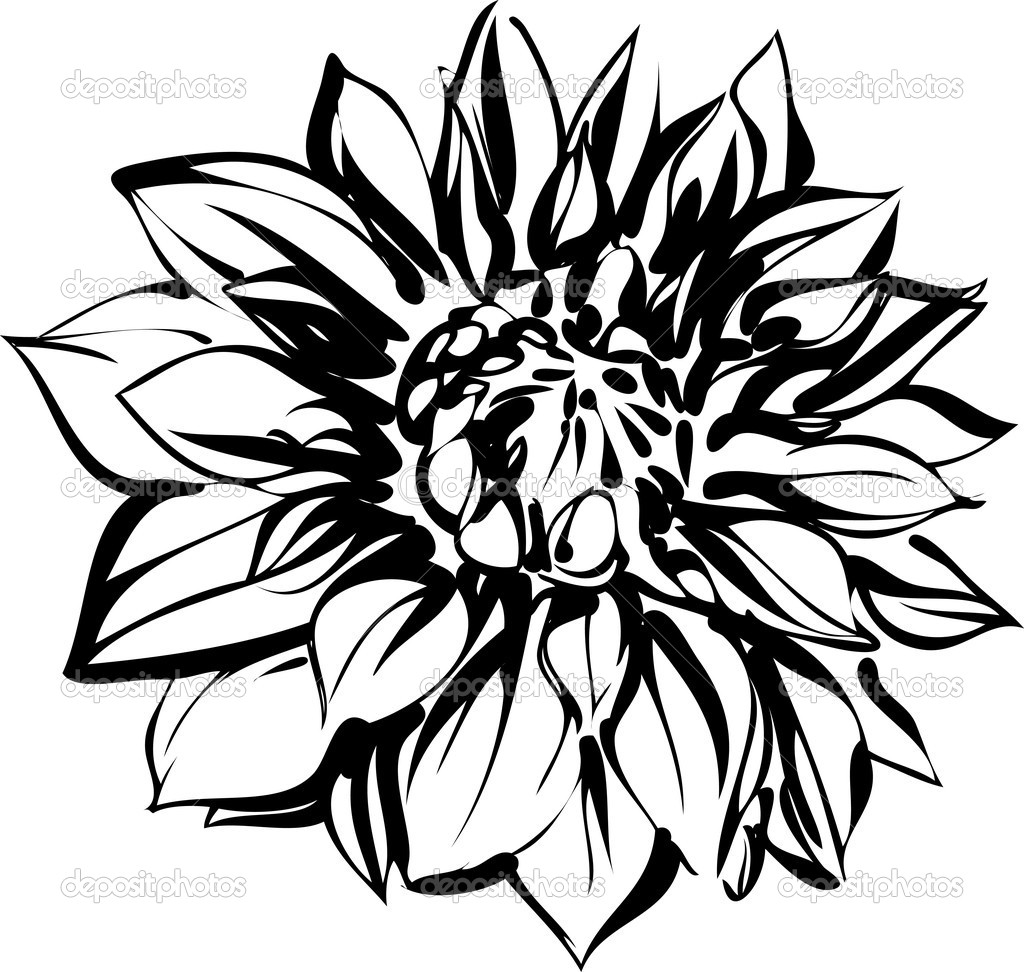 1024x972 Black And White Sketch Of Chrysanthemum Stock Vector Artex67