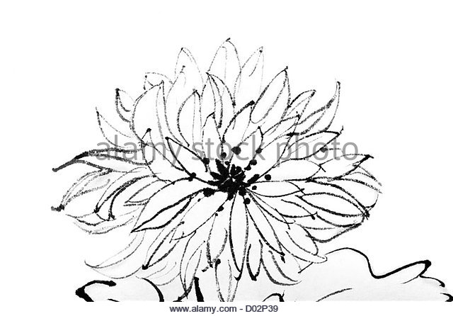 640x446 Chrysanthemum Black And White Stock Photos Amp Images