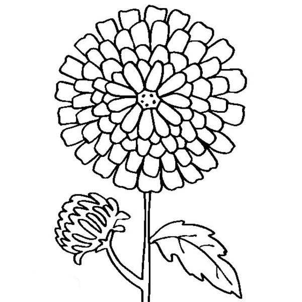 600x600 Chrysanthemum Drawing Coloring Page Coloring Sun