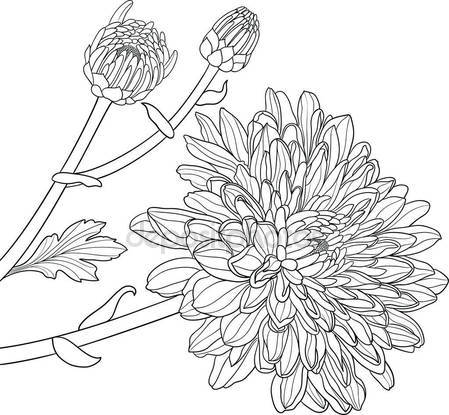 449x415 Chrysanthemums Hand Drawn Vector Stock Vector Astra77light