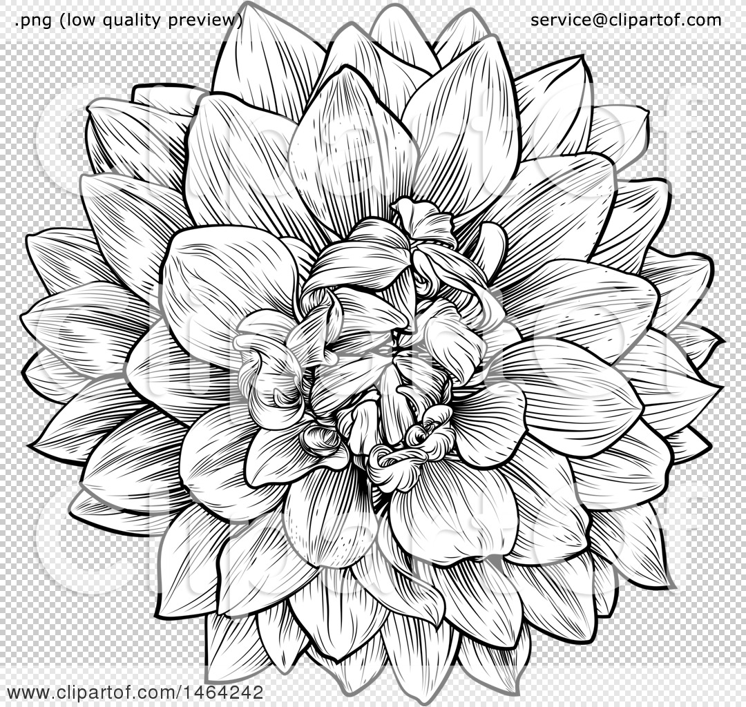 1080x1024 Clipart Of A Black And White Dahlia Or Chrysanthemum Flower