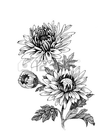 337x450 Hand Drawing Chrysanthemum Flowers Sketch Royalty Free Cliparts