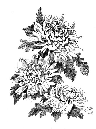 337x450 Hand Drawing Chrysanthemum Royalty Free Cliparts, Vectors,