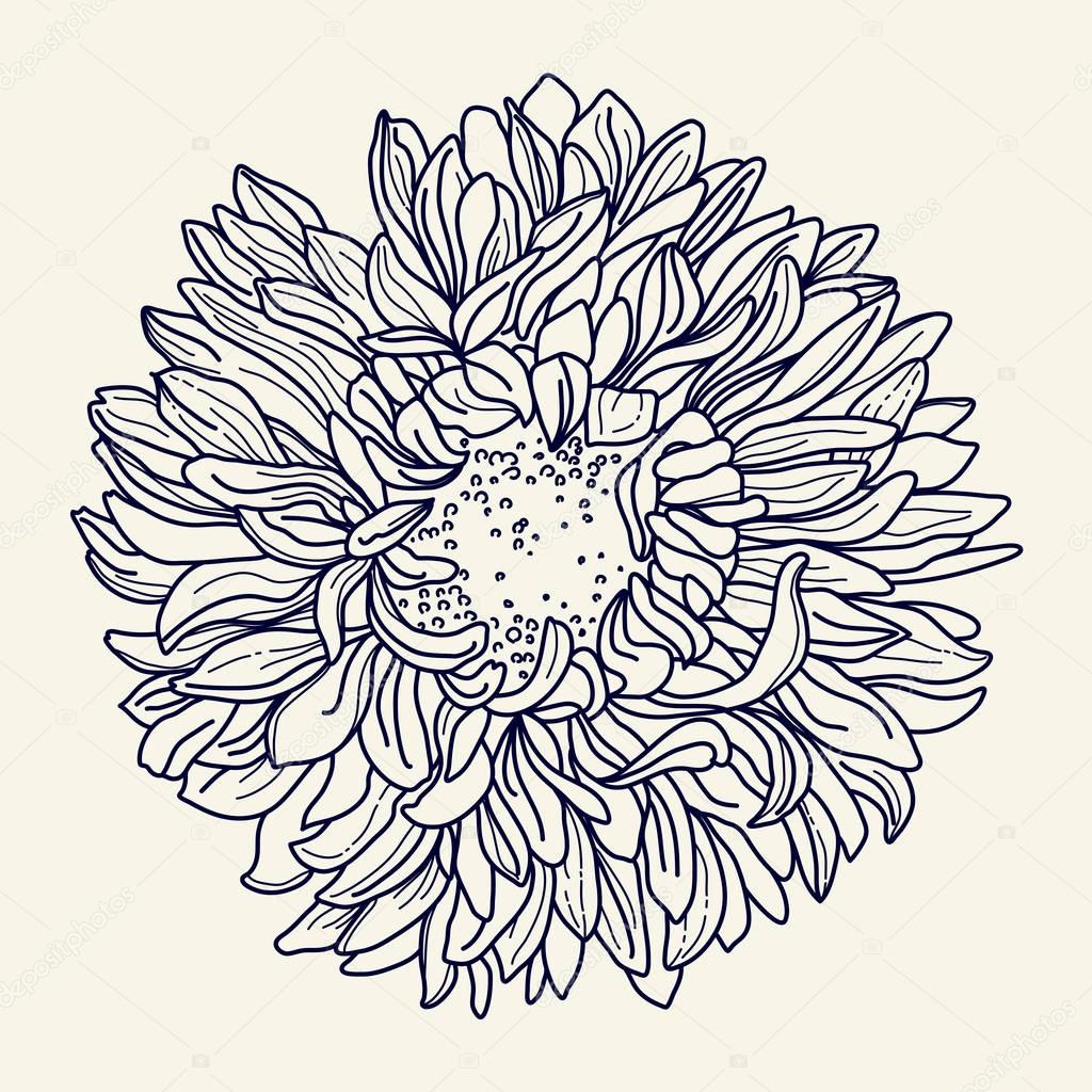 1024x1024 Illustration With Chrysanthemum. Freehand Drawing Stock Vector
