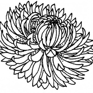 300x300 Kids Drawing Of A Chrysanthemum Coloring Page Coloring Sun