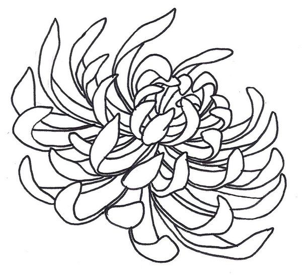 600x553 Spider Chrysanthemum By On @