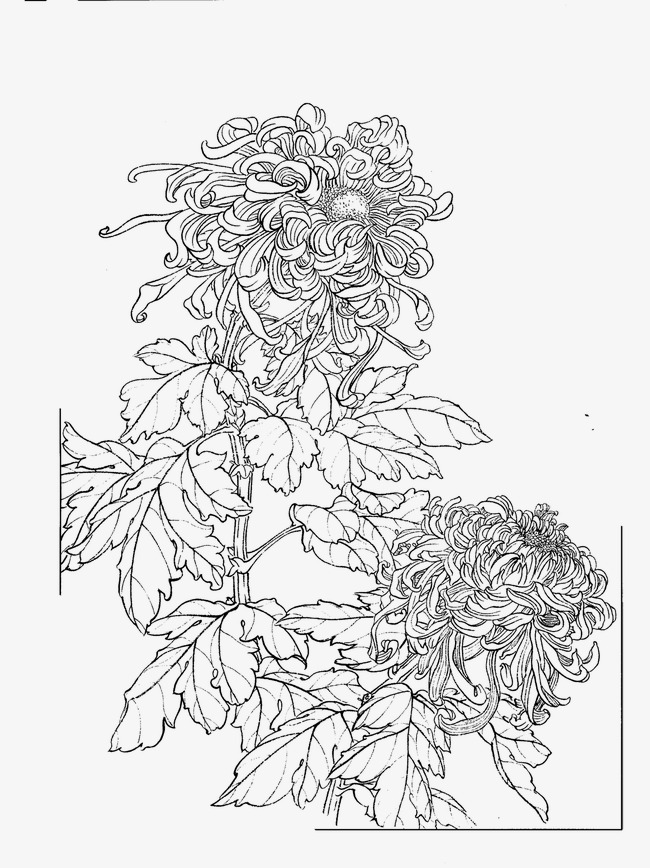 650x868 Chrysanthemum, Flower Artwork, Line Drawing Png Image For Free