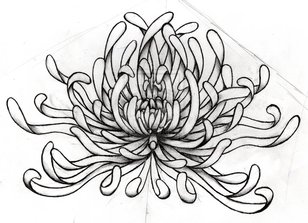 1024x744 Chrysanthemum Drawing Google Search Diy To Wear