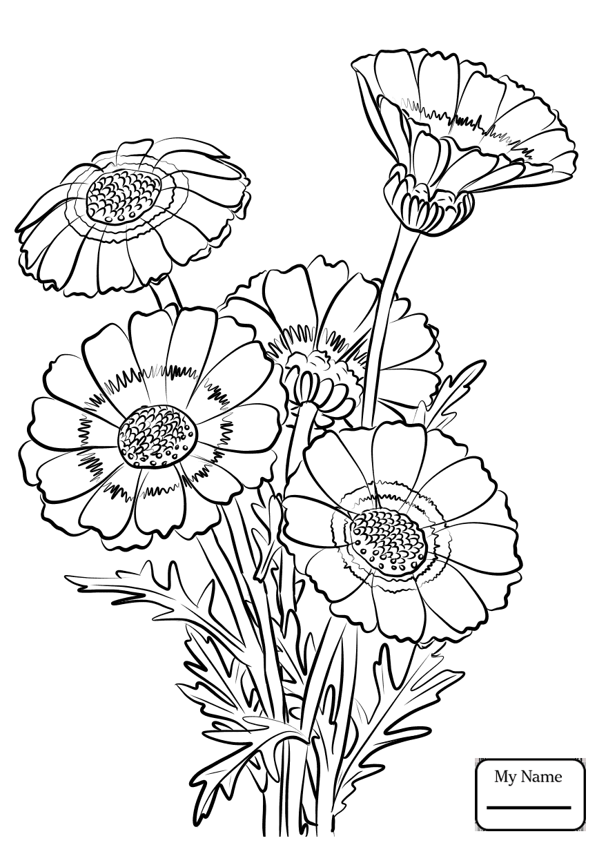 865x1224 Chrysanthemums