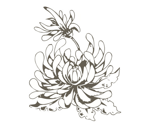 480x433 Simple Chrysanthemum Drawing