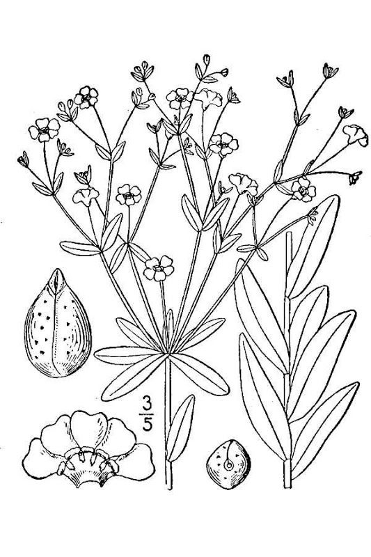 533x800 15 Best Flower Studies