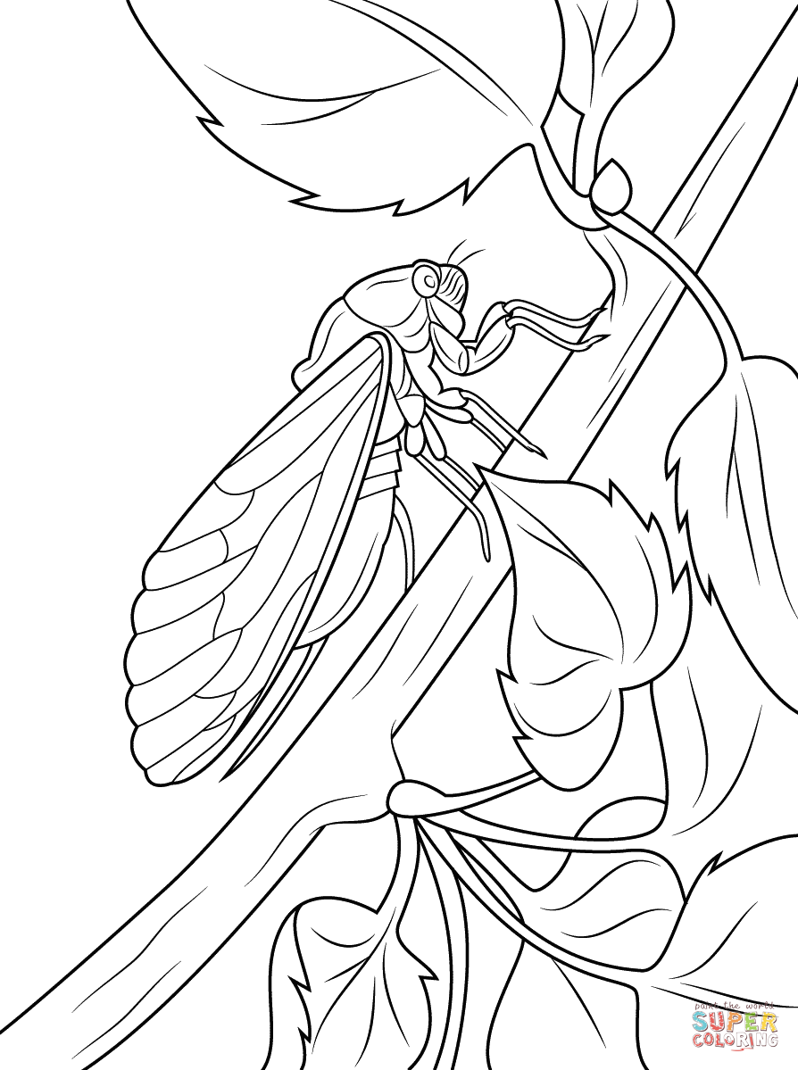 894x1199 Cicada Coloring Pages