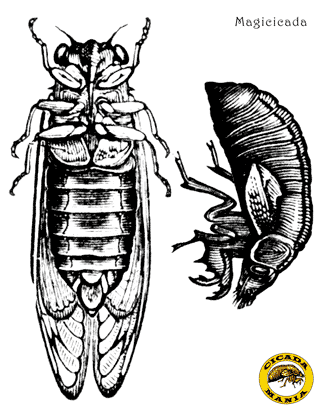 325x420 Cicada Fun Page
