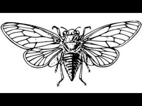 480x360 Cicada Sound Effect (1)