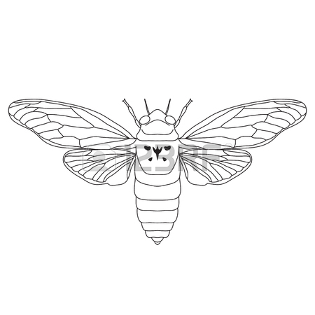 450x450 Hand Drawn Ink Sketch Of Cicada Isolated On White Background
