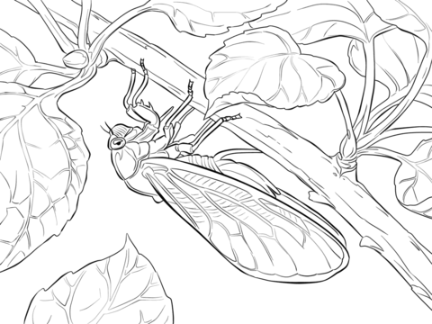 480x360 Pharaoh Cicada Coloring Page Free Printable Coloring Pages