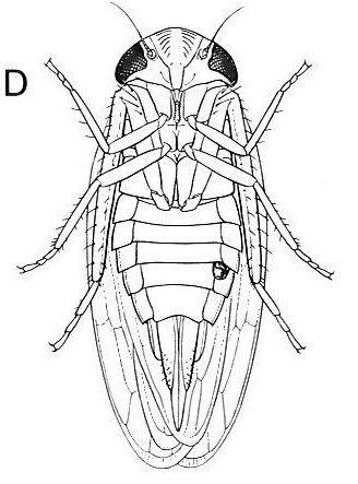 328x443 The Answer, My Insect Friend, Is Blowing In The Wind