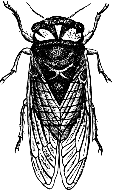 379x640 Cicada Drawing