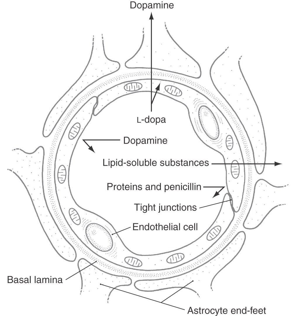 1012x1083 A Survey Of The Cerebrovascular System Clinical Gate