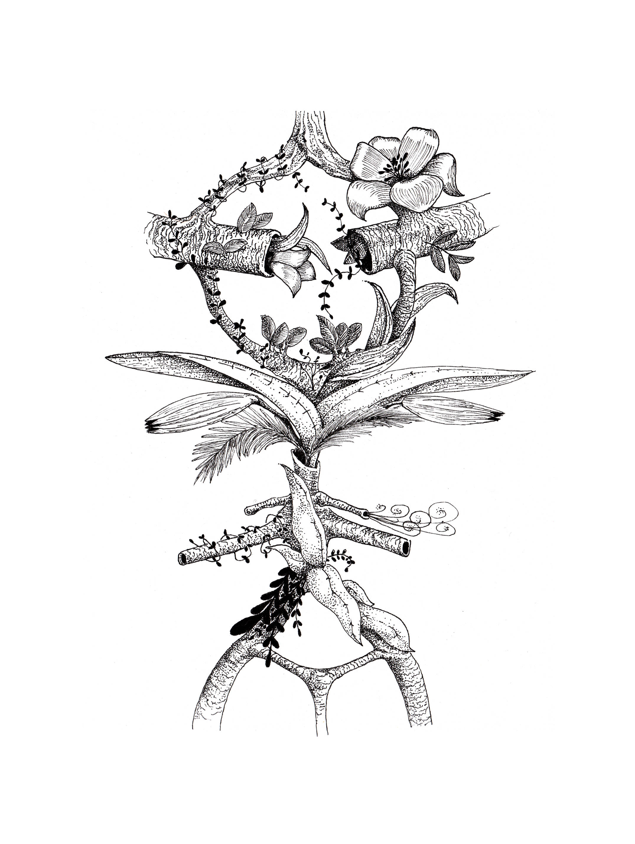 2150x2858 Printed Black Amp White Illustration On Quality Paper And Framed