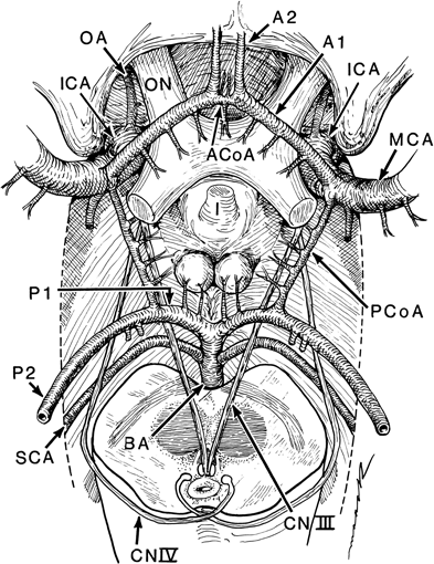 393x510 The Blood Supply Of The Brain Neupsy Key
